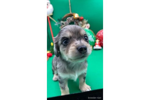 福岡県のチワックス:チワワ×ミニチュアダックスフンド｜男の子