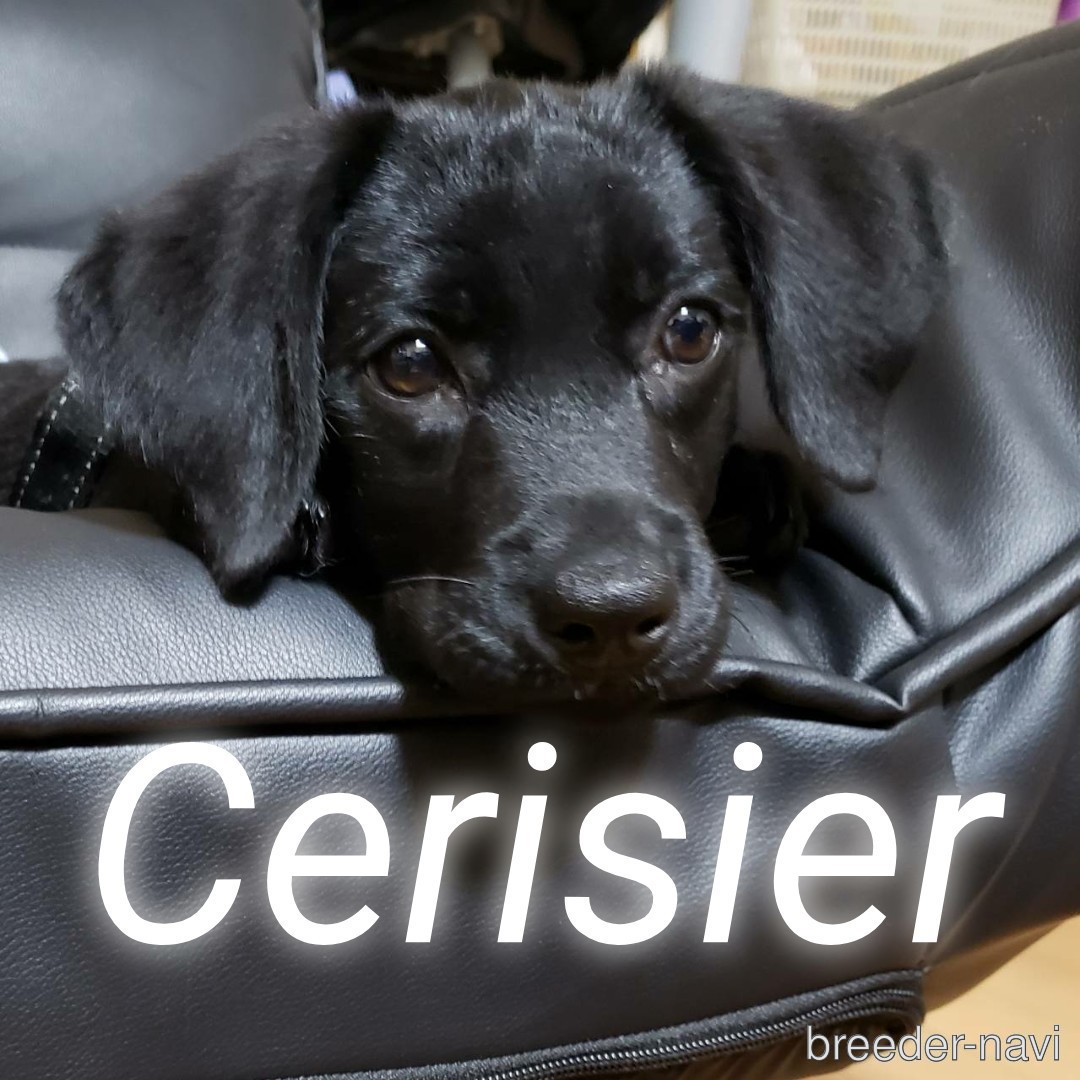 杉山ブリーダー