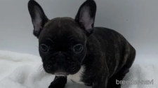 フレンチブルドッグの子犬