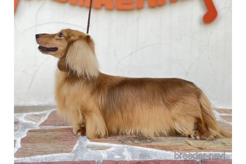 販売中のミニチュアダックスフンド(ロングヘアード)の親犬