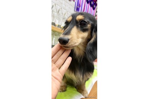 販売中のミニチュアダックスフンド(ロングヘアード)の親犬