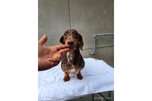販売中のカニンヘンダックスフンド(スムースヘアード)の親犬
