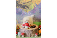 今部裕子ブリーダー