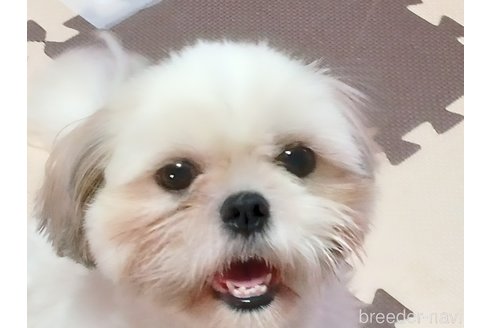 太田園子ブリーダーの詳細の1枚目