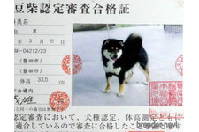 父親犬