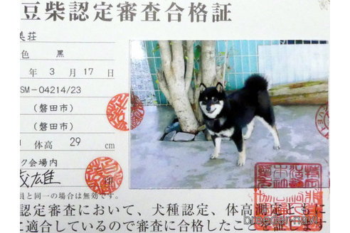 販売中の豆柴の親犬