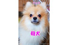 母親犬