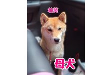 母親犬