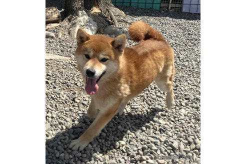 販売中の柴犬の親犬