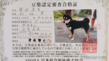 父親犬