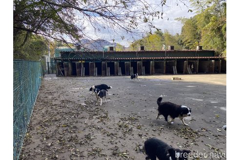 土井冨夫ブリーダーの詳細の1枚目