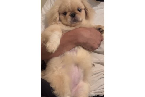 有島寛子ブリーダーの詳細