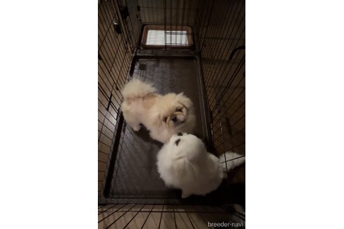 有島寛子ブリーダーの詳細