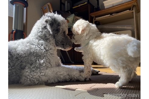 川端沙弥香ブリーダーの詳細
