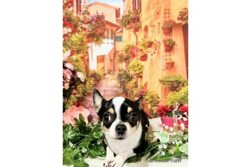 販売中のチワワ(スムースコート)の親犬