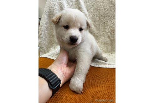千葉県の柴犬｜男の子・2024/11/09生まれ・白色（子犬ID：356977）｜ブリーダーナビ