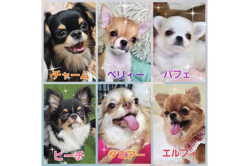 飯塚ゆかりブリーダーの詳細