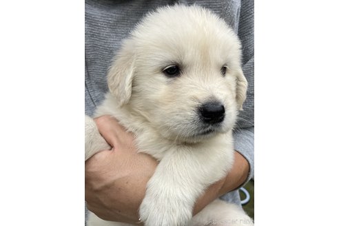 稲村陽四郎ブリーダーの詳細