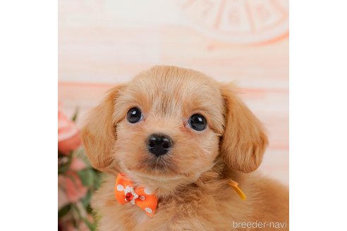 神奈川県のチワプー:チワワ×トイプードル｜男の子・2024/10/26生まれ・アプリコット（子犬ID：357879）｜ブリーダーナビ