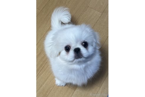 鈴木純子ブリーダーの詳細