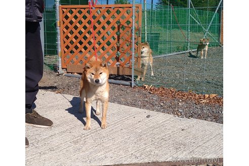 御沓寛司ブリーダーの詳細