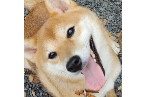 福元祐介ブリーダーの詳細の1枚目