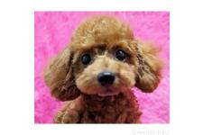 ♀︎トイプードル