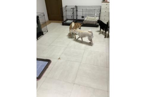 松谷浩己ブリーダーの詳細