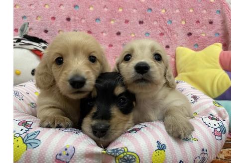 ■960811　浜松ブリーダー産/極美ビック3歳16ｃｍ前後メス【会用】 兵庫松嶋 美華(まつしま みか)ブリーダー｜みんなのブリーダー