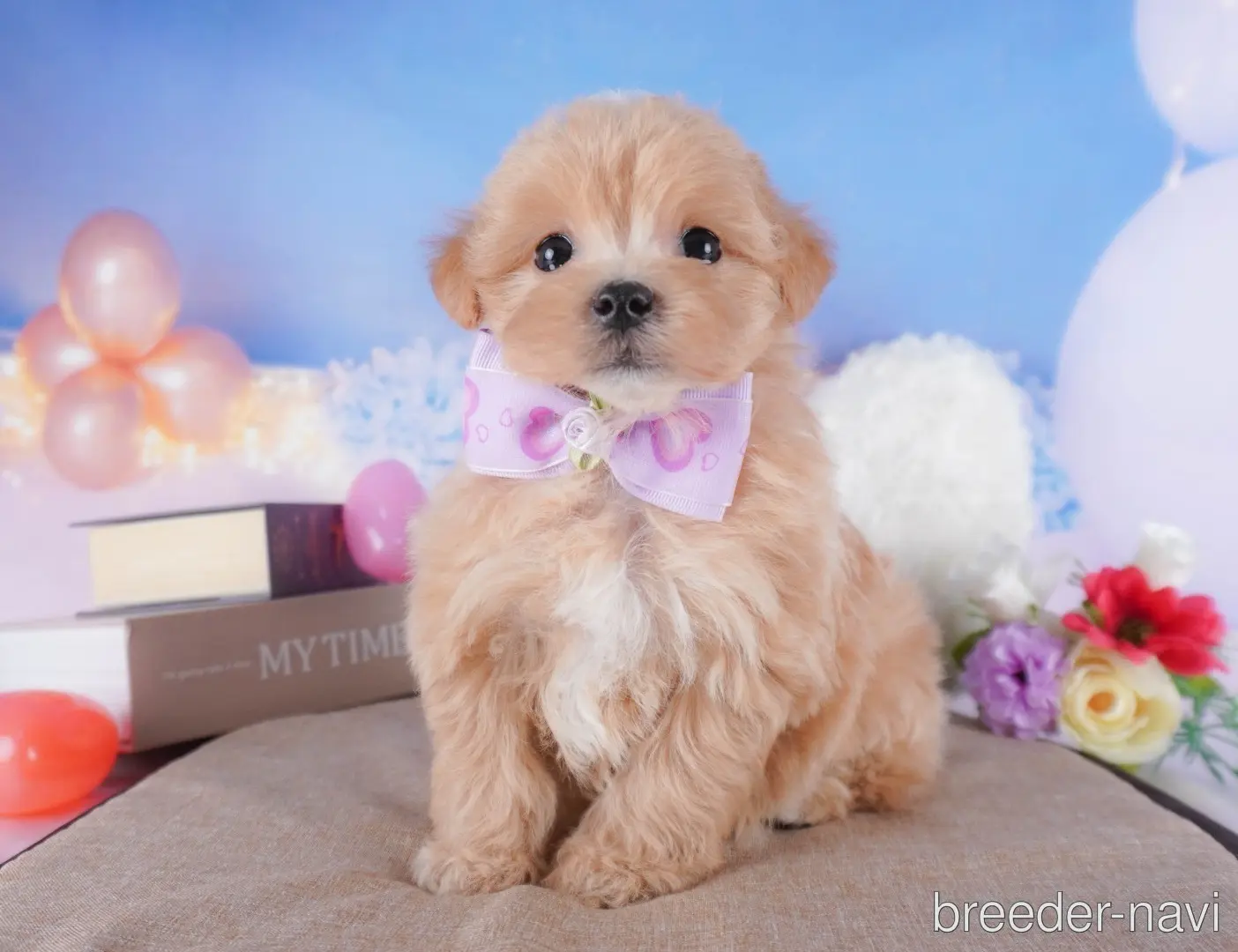 ♀マルプー:マルチーズ×トイプードル