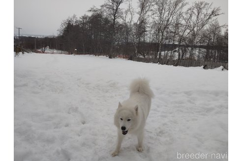 門田英敏ブリーダーの詳細