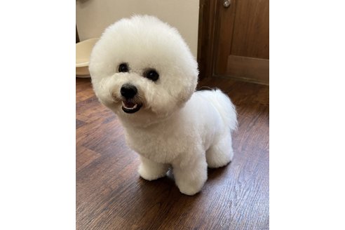 岩澤尚子ブリーダーの詳細の1枚目