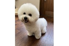 岩澤尚子ブリーダー