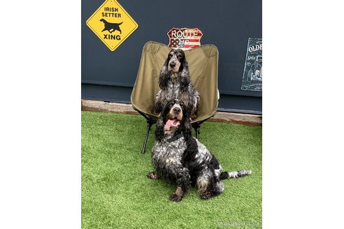 岩澤尚子ブリーダーの詳細