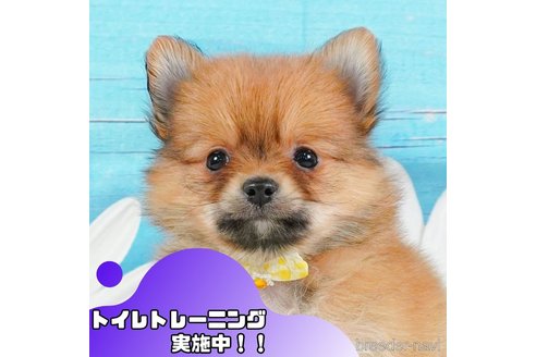 静岡県のポメチワ:ポメラニアン×チワワ｜男の子・2024/11/09