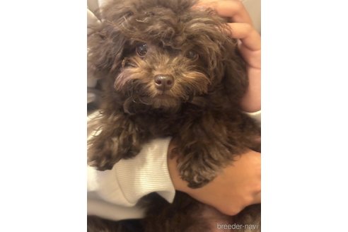 高祖真由美ブリーダーの詳細の1枚目