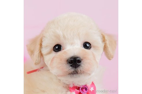 クリームのトイプードルの子犬を探す｜ブリーダーナビ