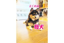 母親犬