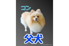 父親犬