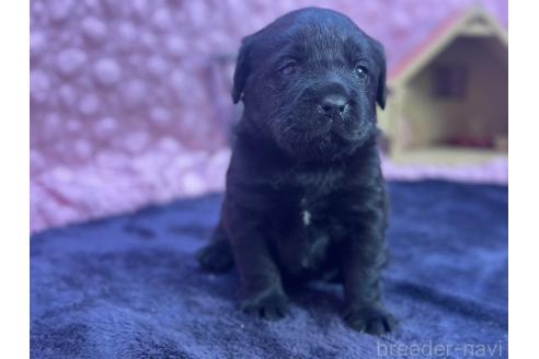 ブラック（黒ラブ）のラブラドールレトリーバーの子犬を探す｜ブリーダーナビ