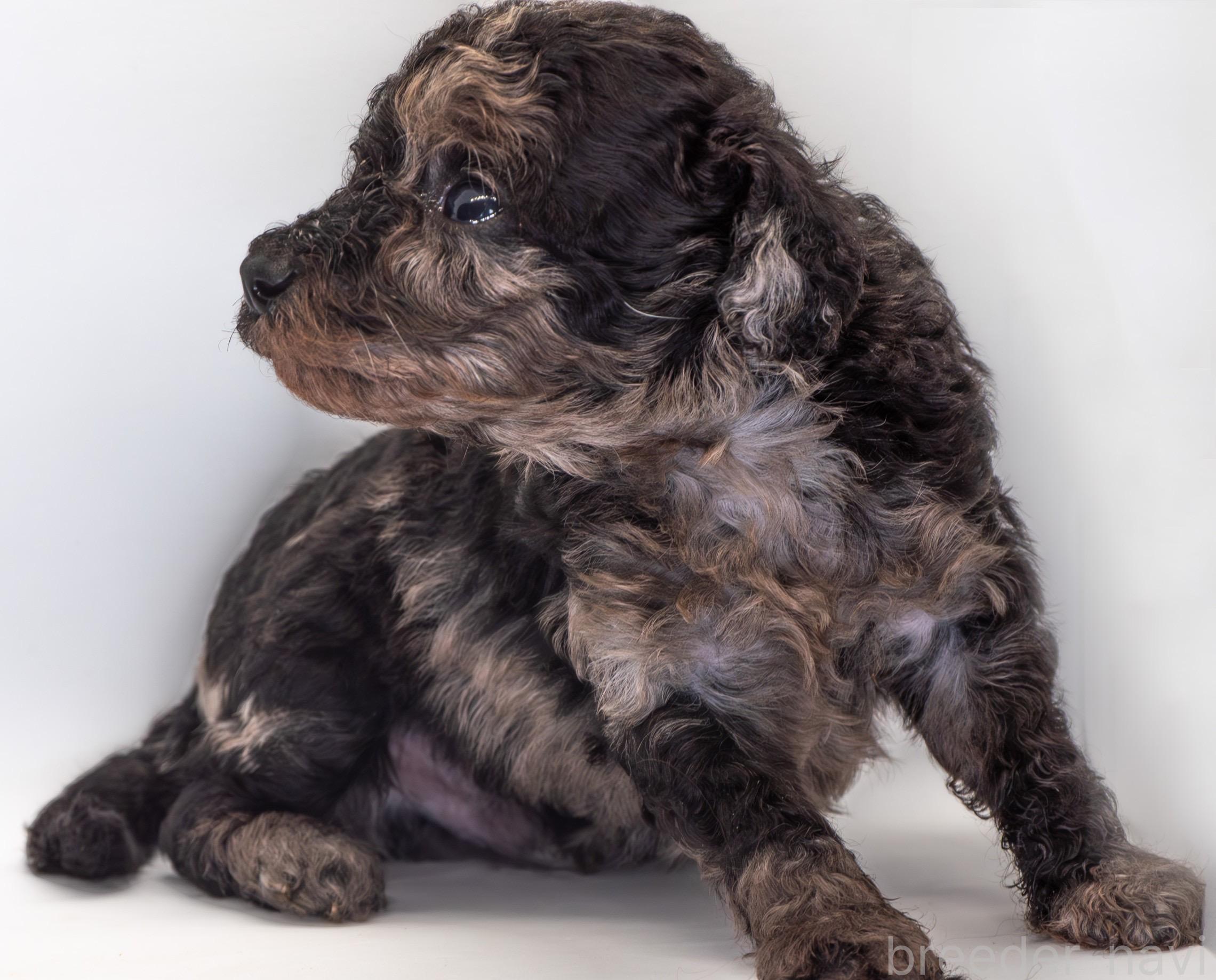 フライバーグ 絵里菜