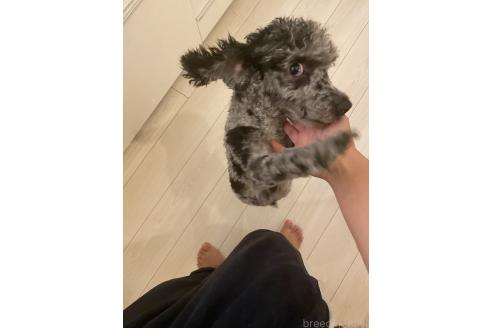 フライバーグ絵里菜ブリーダーの詳細