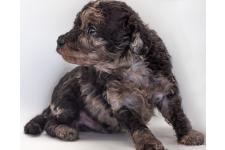 フライバーグ 絵里菜