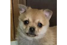 ♀︎ポメチワ:ポメラニアン×チワワ