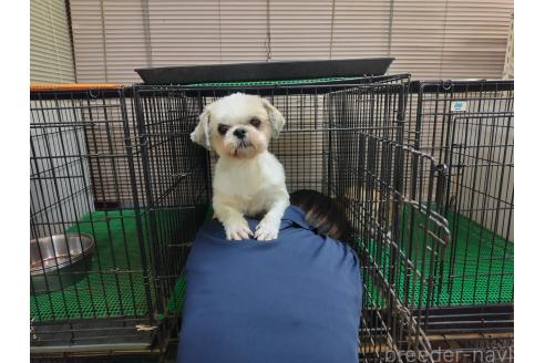 渋谷直樹ブリーダーの詳細の1枚目