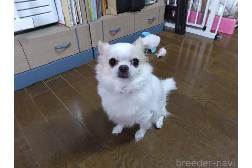朝香かをりブリーダーの詳細の1枚目