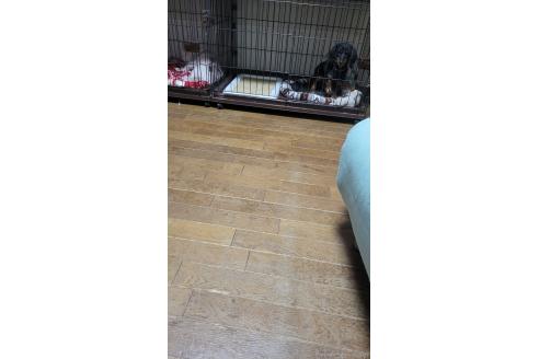 朝香かをりブリーダーの詳細
