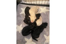 ♀︎ラブラドゥードル:ラブラドールレトリーバー×プードル