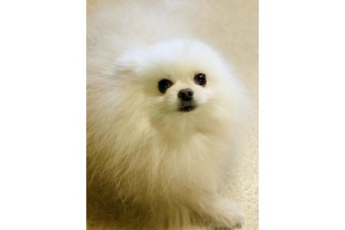 山田沙哉輝ブリーダーの詳細