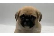 ペキパグ:ペキニーズ×パグの子犬
